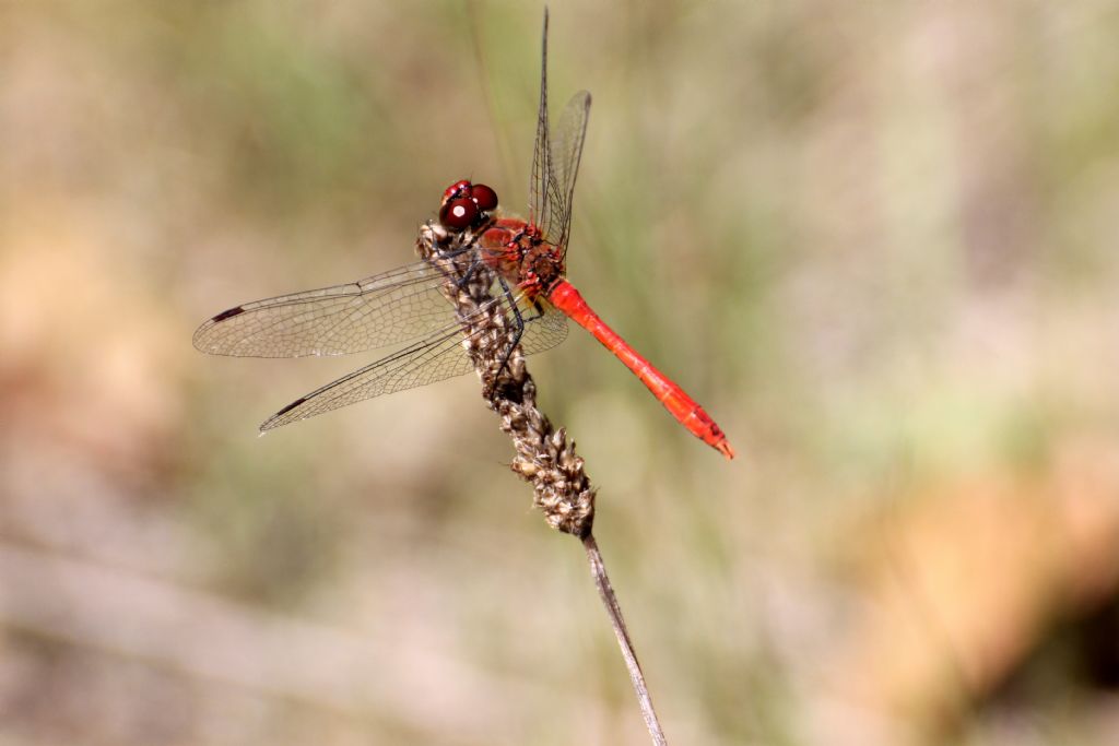 Sympetrum sanguineum? Tutti?